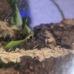 Gaze Made Baby Jumping Spiders…
